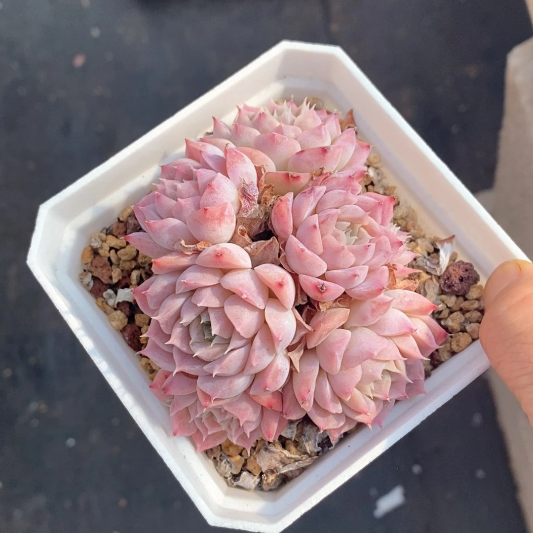 精品多肉一物一拍不包整77