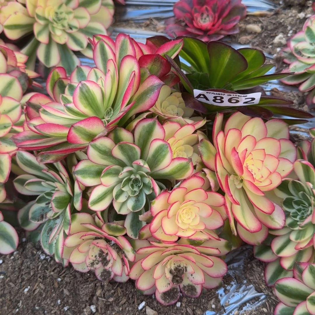 862荔枝。多肉植物