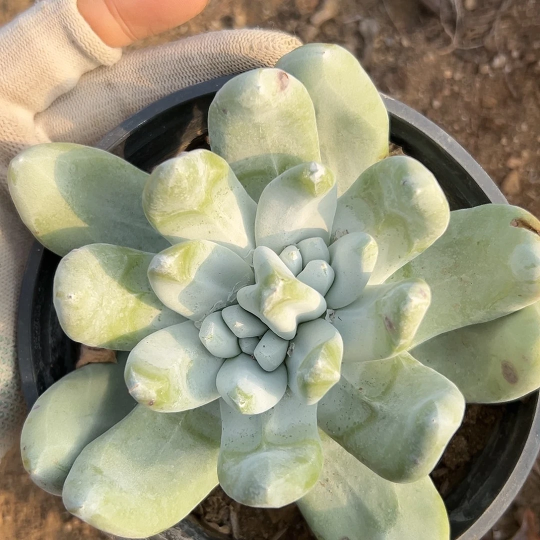 拇指杜呃呃呃呃呃呃呃呃