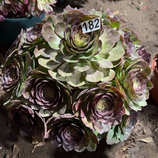 专****浴一颗多肉法师植物