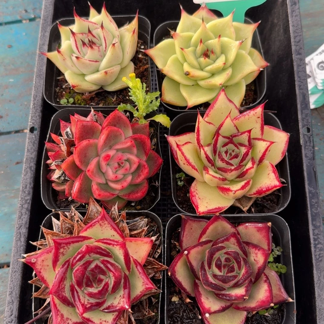 从前慢多肉精选编号1122.17