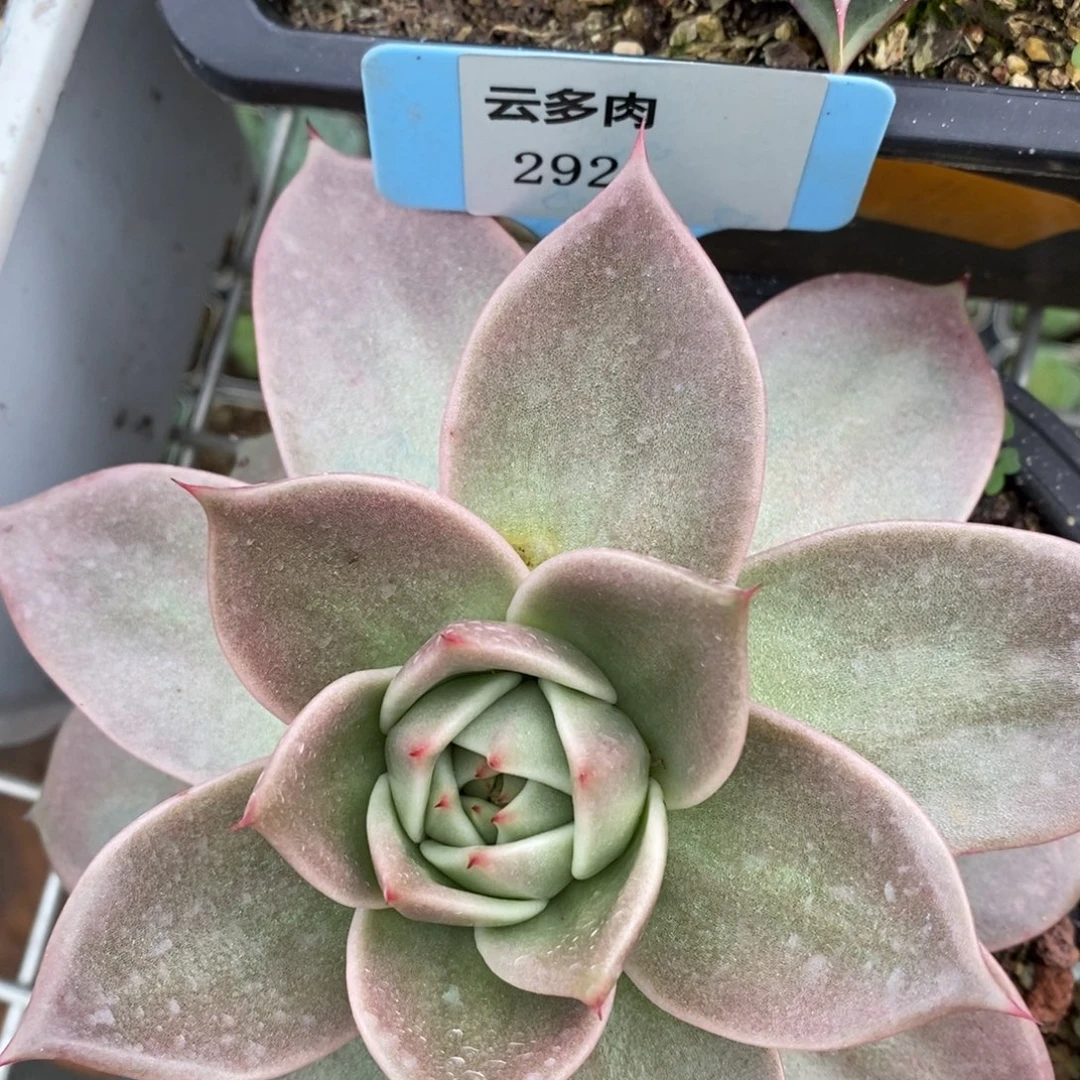 L292包子星星直播福利