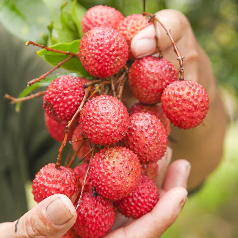 【周谷堆水果】桂味荔枝净重4斤新鲜时令水果香甜多汁包邮（26）