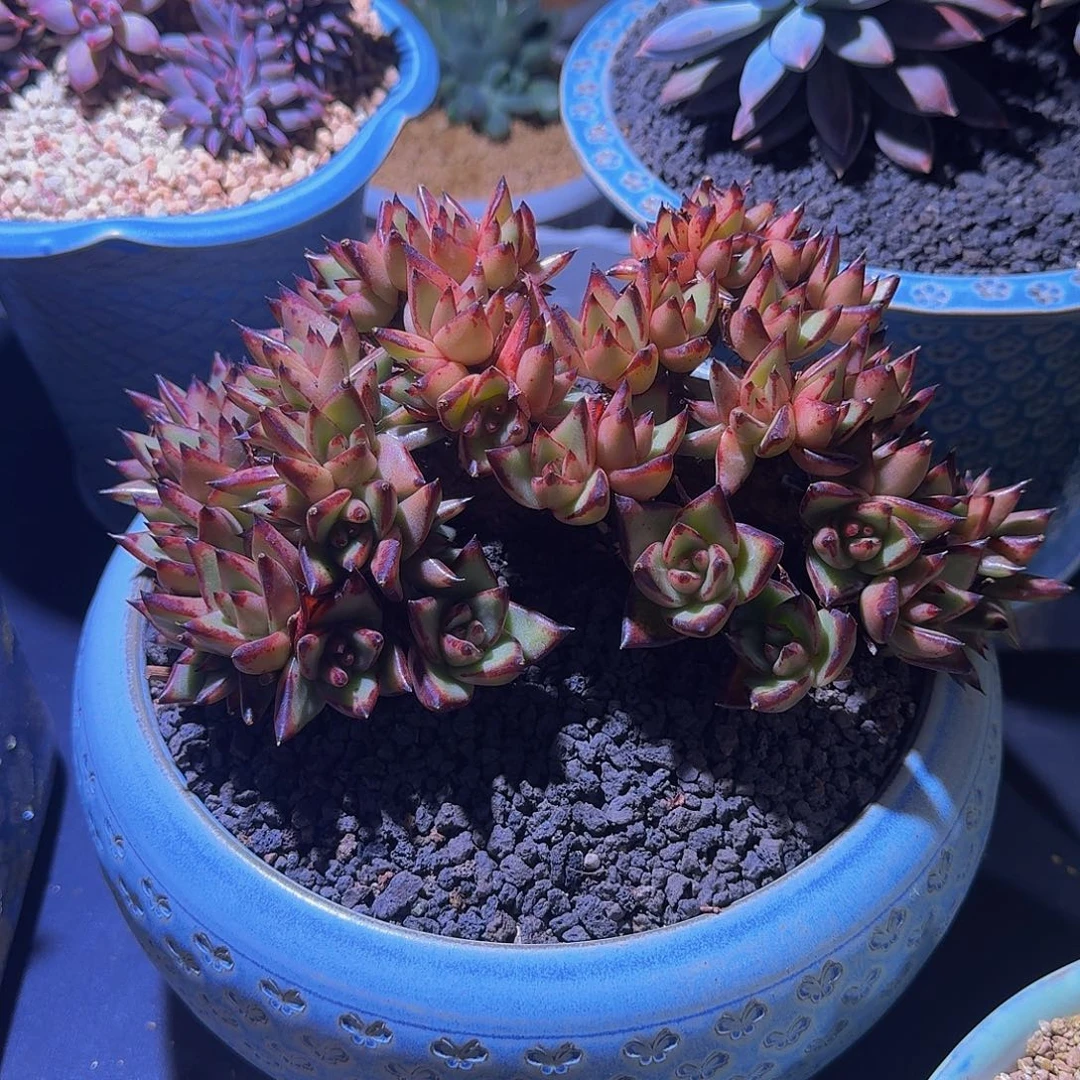 乌木 朵朵缀  一物一拍