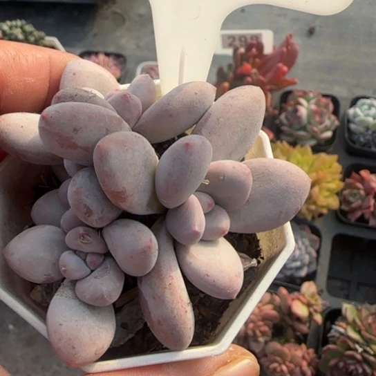 294香水多肉植物多