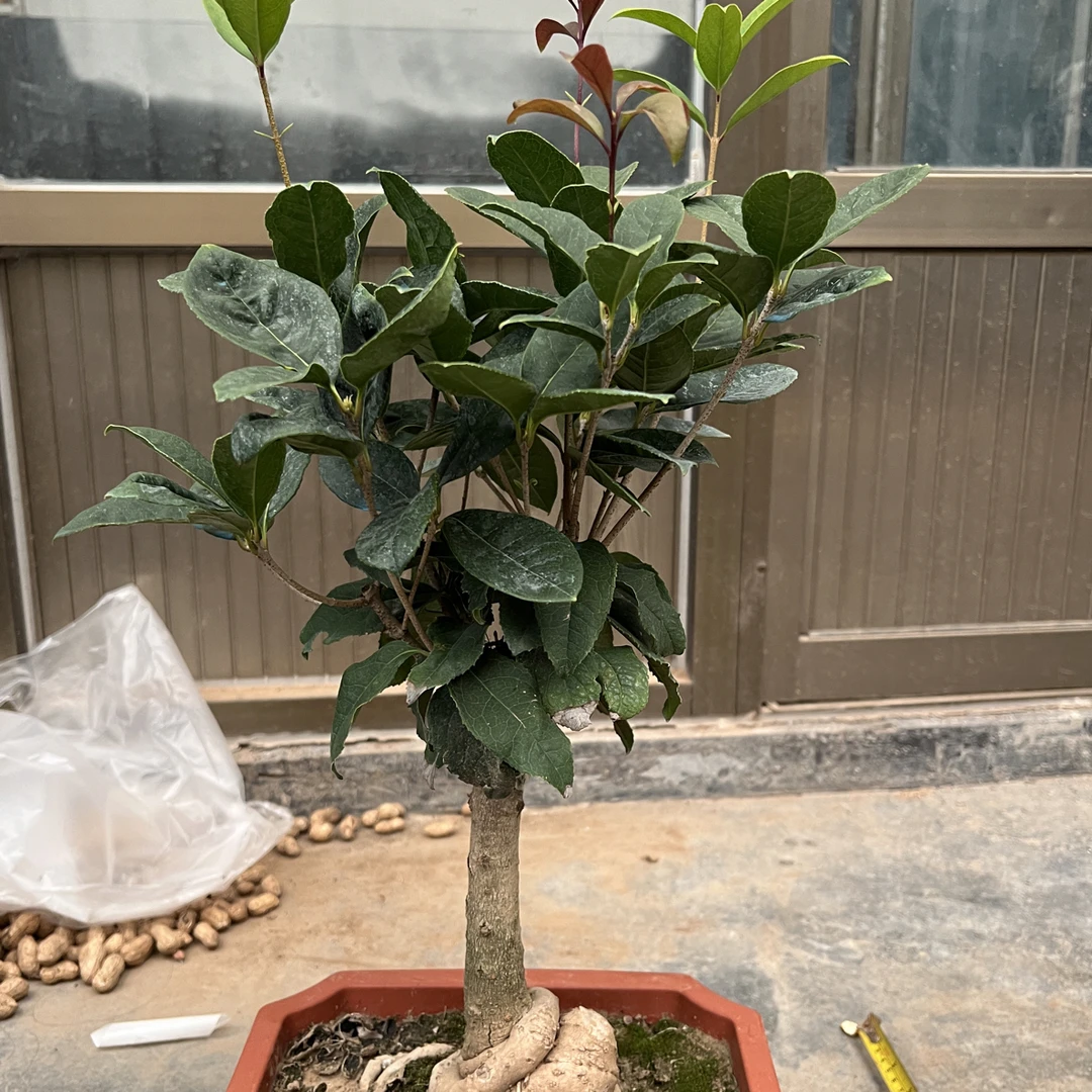 四季桂花盆栽浓香型耐寒耐热好养适合室内外种植
