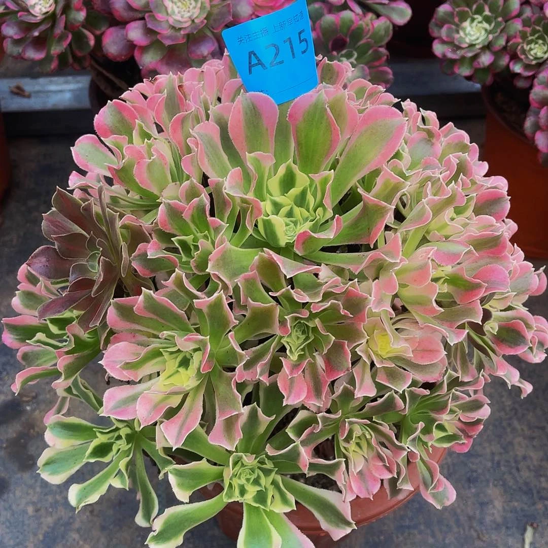 雨花石215拖土法师