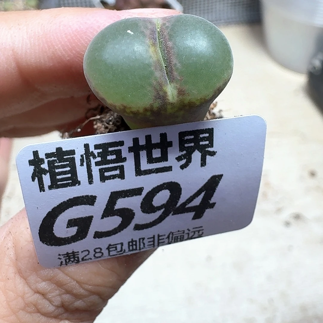 多肉植物的润泽fhb