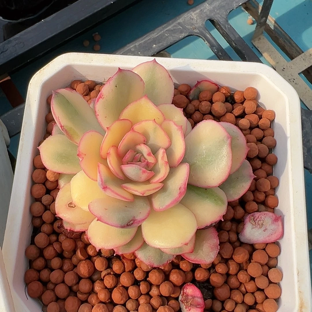 般若锦，多肉植物