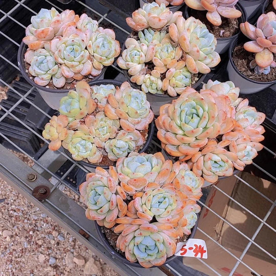 5-34- 大群冷香福利一颗 量拍