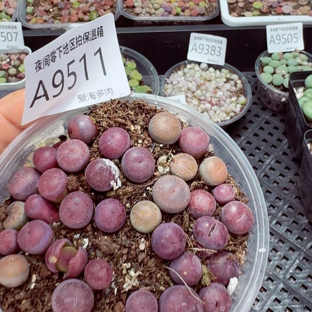 9511-—零下地区需拍保温箱