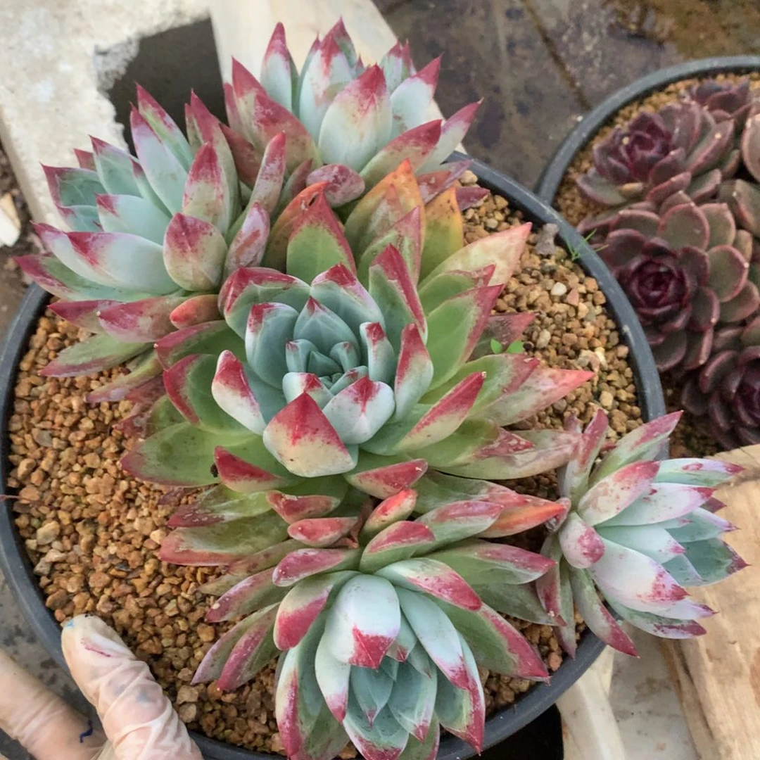 卡杂多肉一物一拍