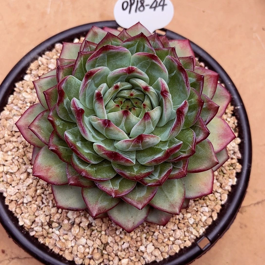 0918-44优选紫罗兰