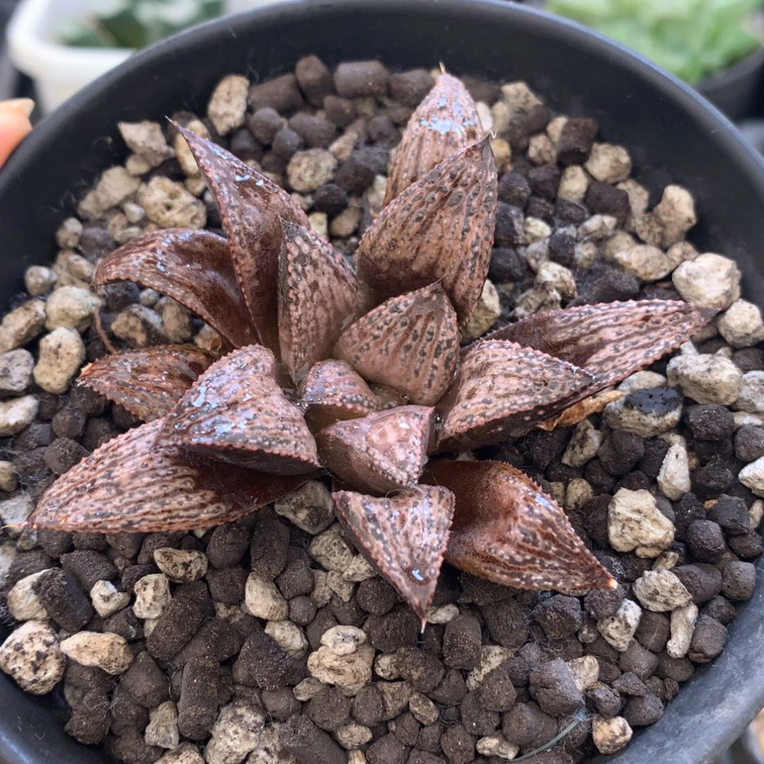 实生青蟹，带盆一起