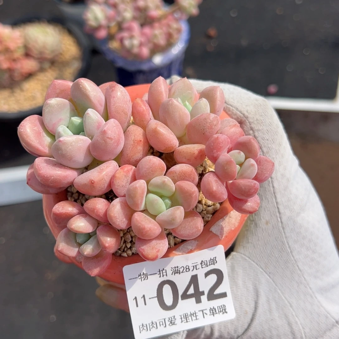 花斑鹿多肉多肉多肉多肉