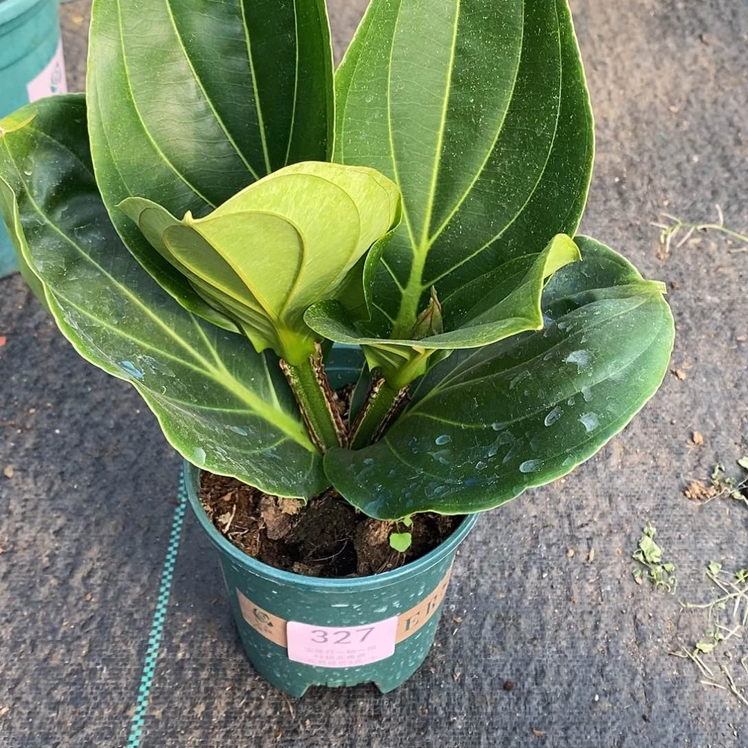 木本植物腊*木本花卉327