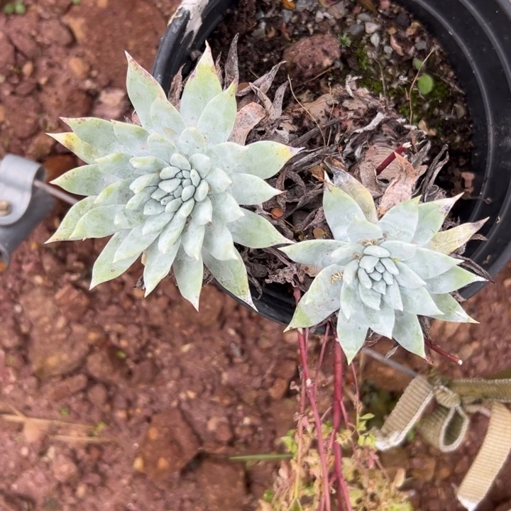 福利思铂杂～一物一拍249