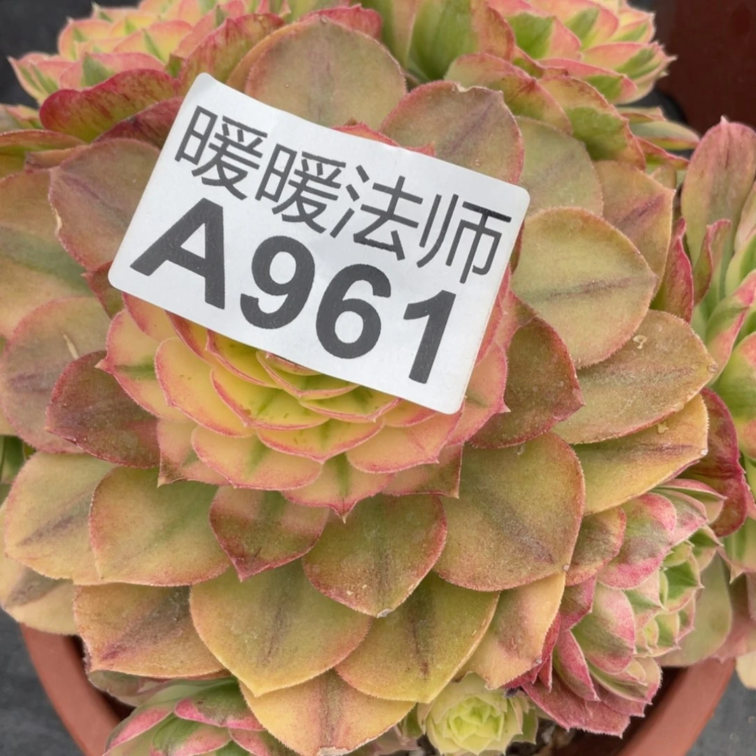 紫砂茶杯?****?961分个哥哥哈哈哈哈