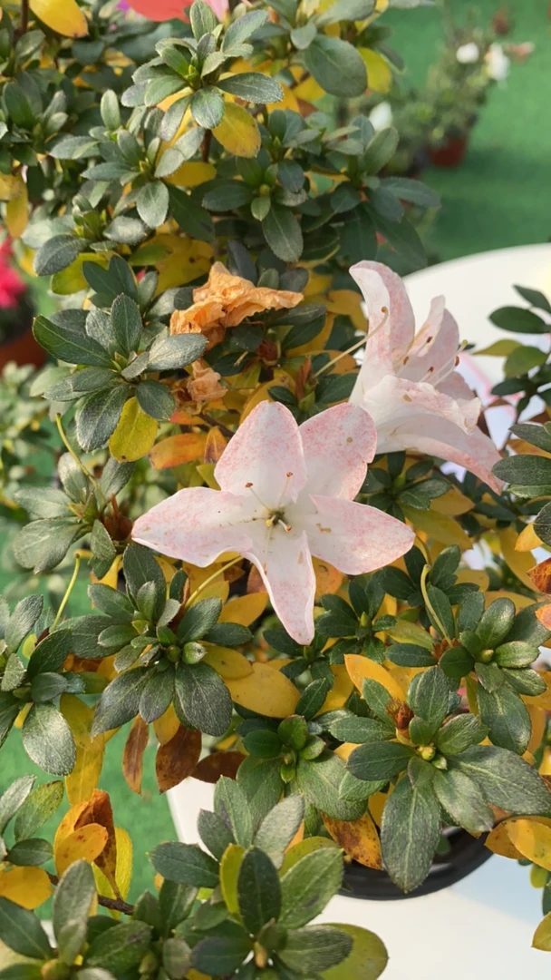 金彩杜鹃，皋月杜鹃，160规格4岁苗
