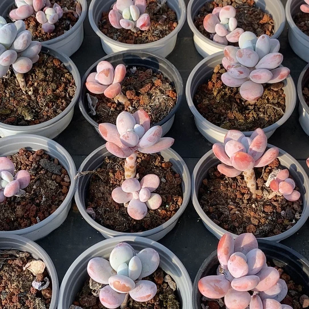 80雪美人单双混发，多肉