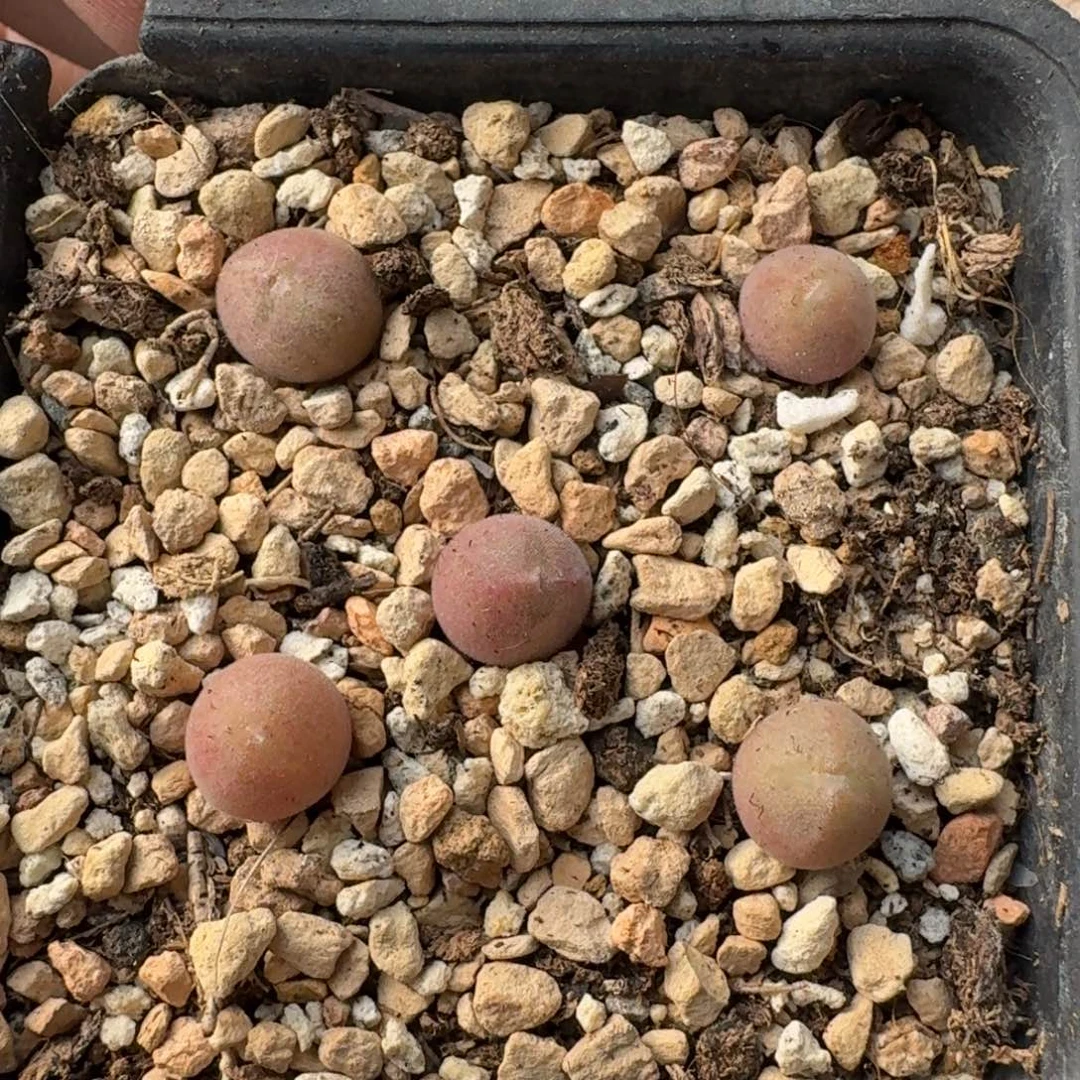 G415大眼睛一年多肉