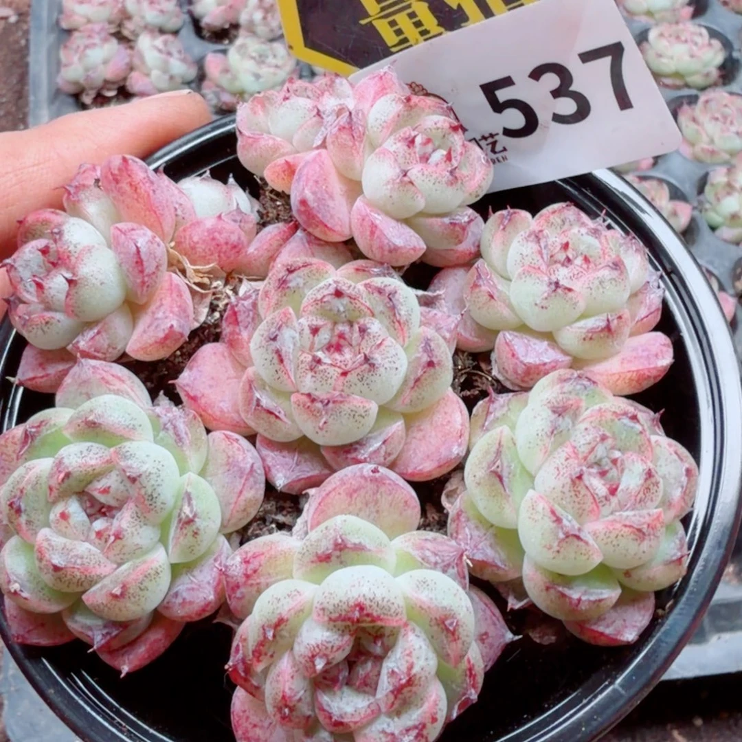 多肉植物多肉植物