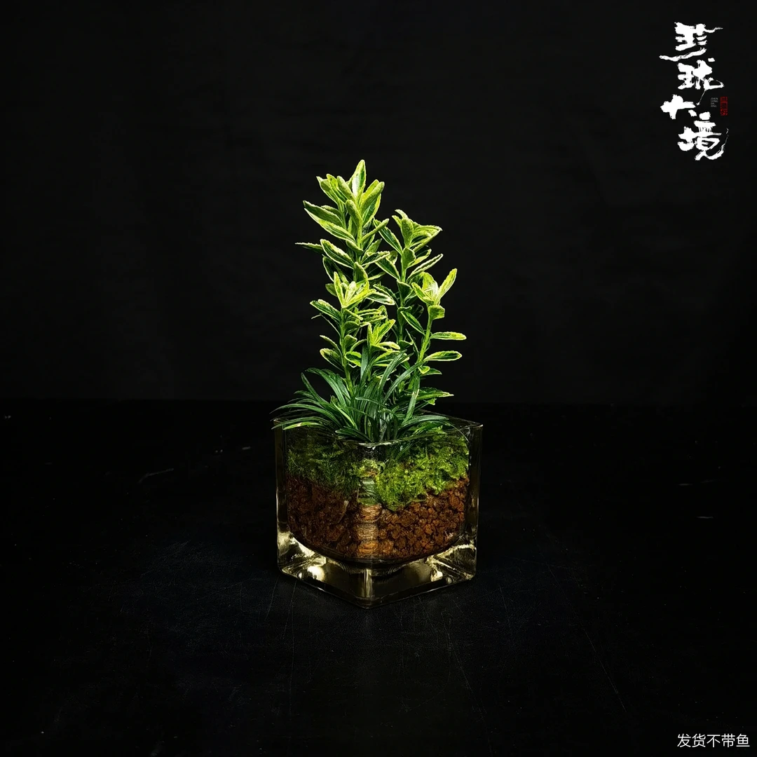 [绿意]金边黄杨成品创意真绿植苔藓室内桌面小盆栽微景观6*6*6cm