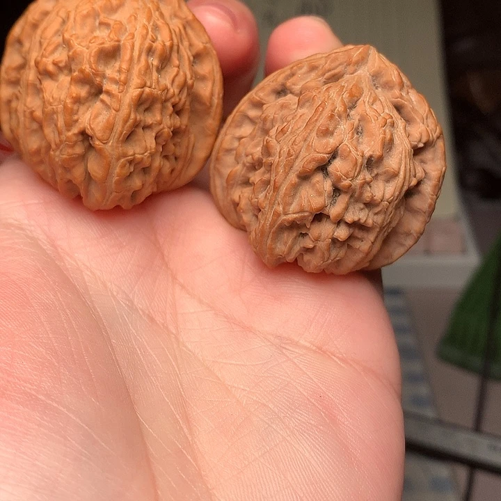 38尺寸全品三角白文玩核桃