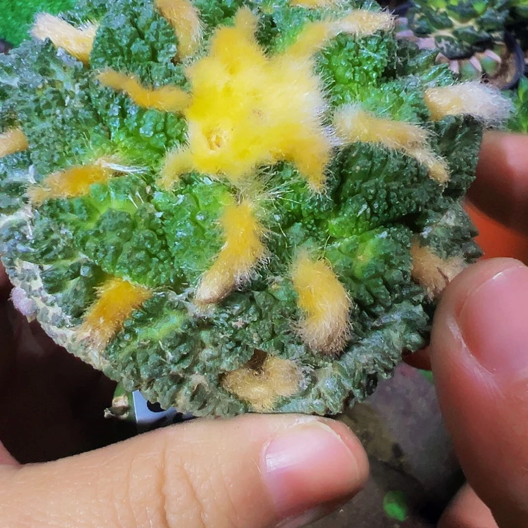 无花朵福利大尤老龟甲牡丹393