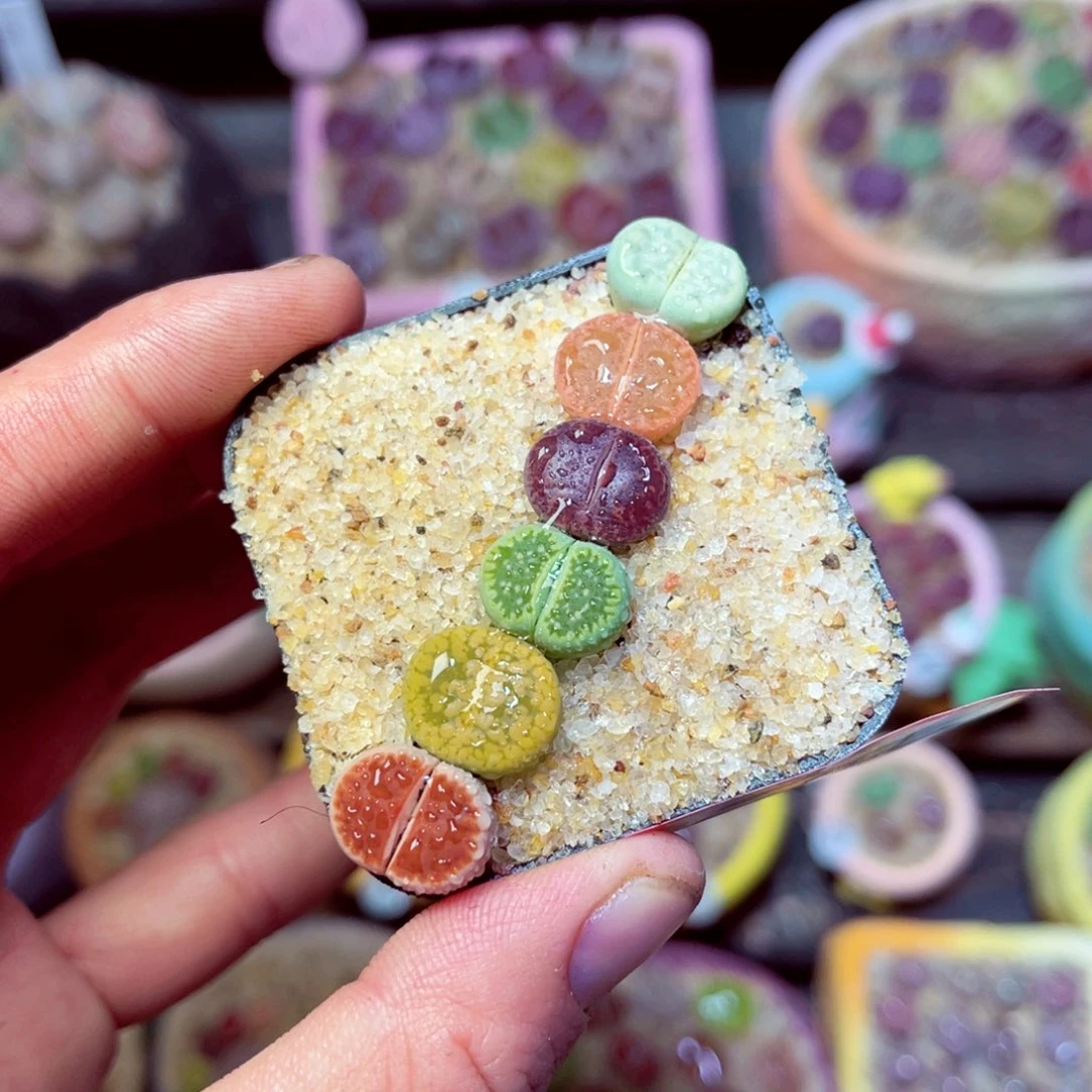 174生石花带盆发1