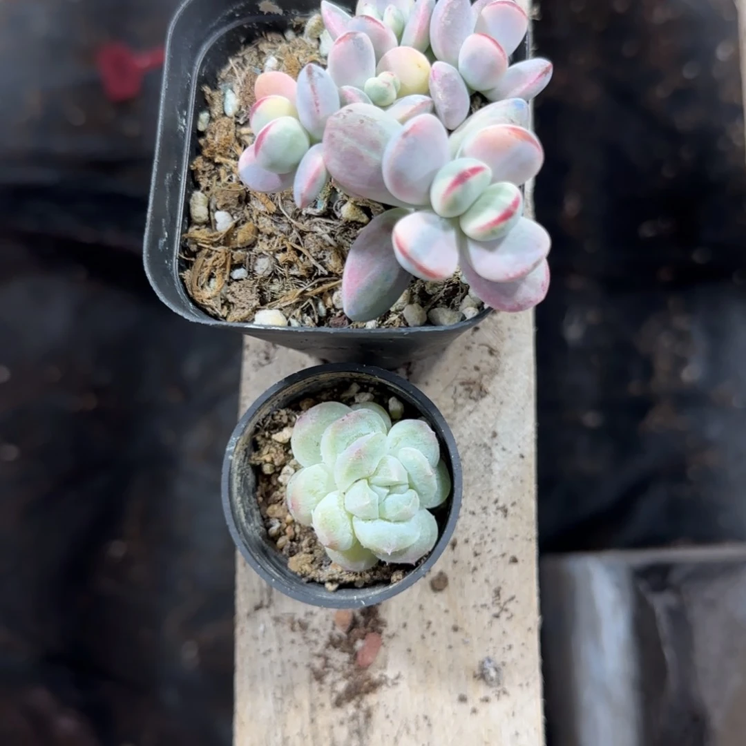 陈宸多肉 荒集2ke