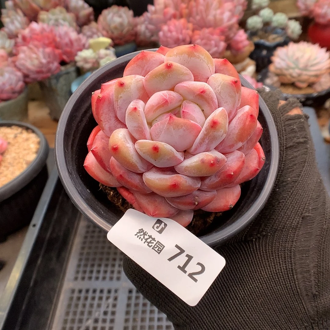 712粉星影多肉植物6666