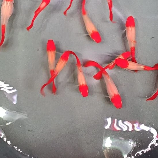 海水鸿运当头3只尺寸2.5/3   包邮