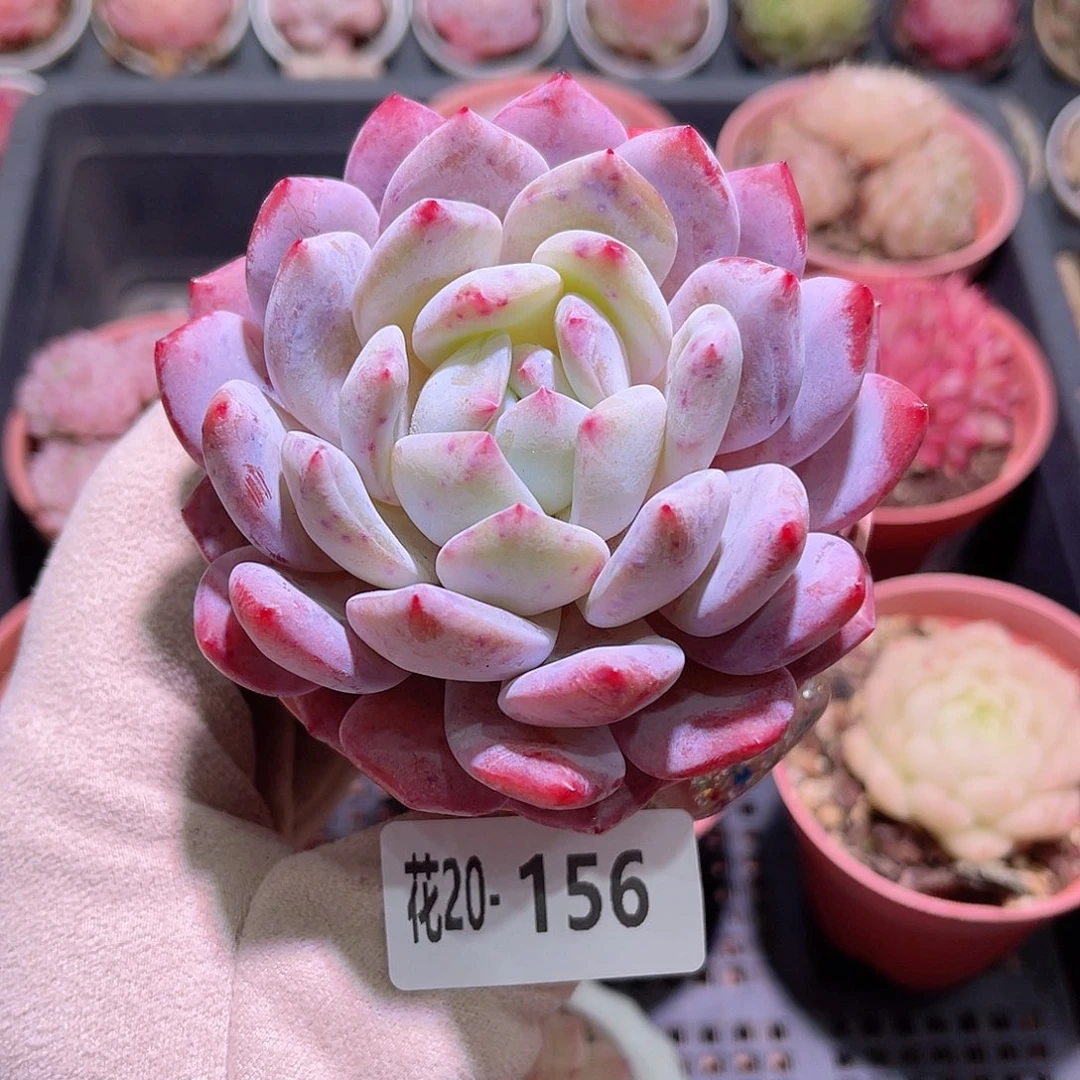 花利美20-156橙梦露