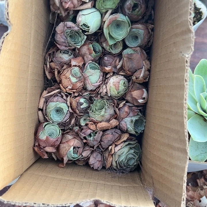 山地玫瑰多肉瑕疵不售后131