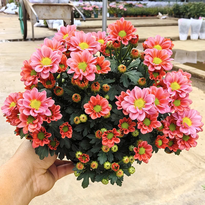 莫莉小雏菊(新品种  颜值很高  花期长)阳台庭院开花植物