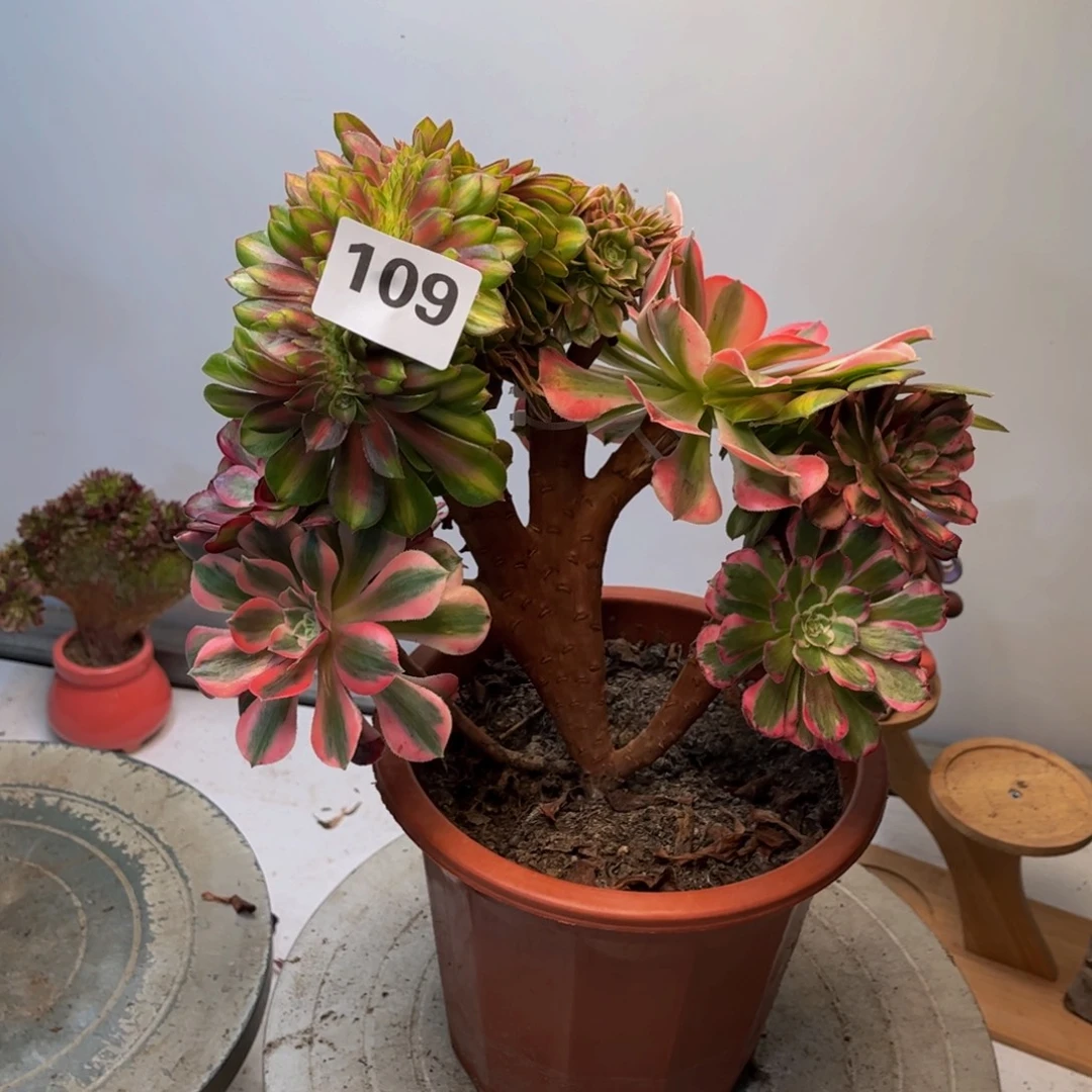 多肉植物缀化嫁接109