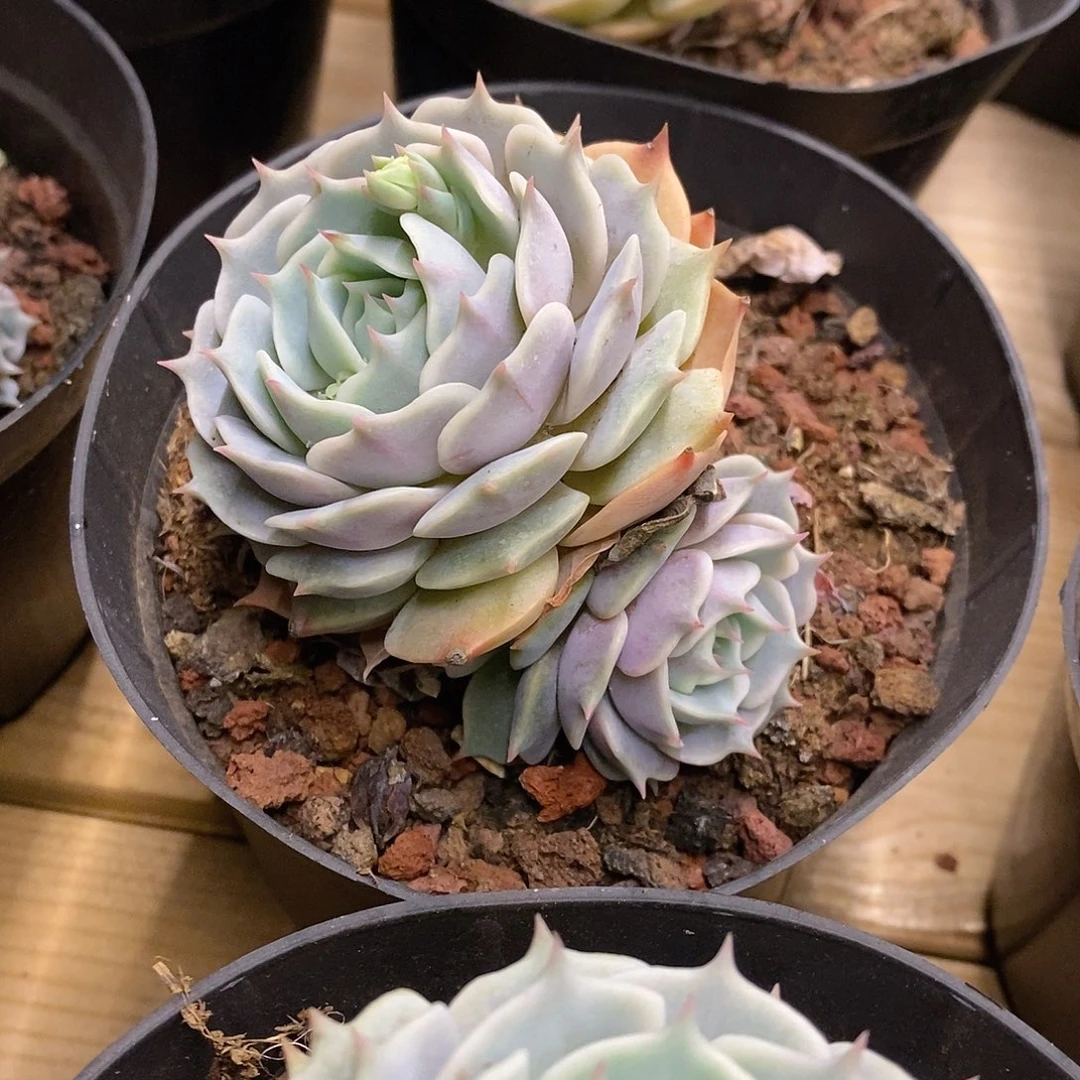 56。露娜莲群生。福利多多