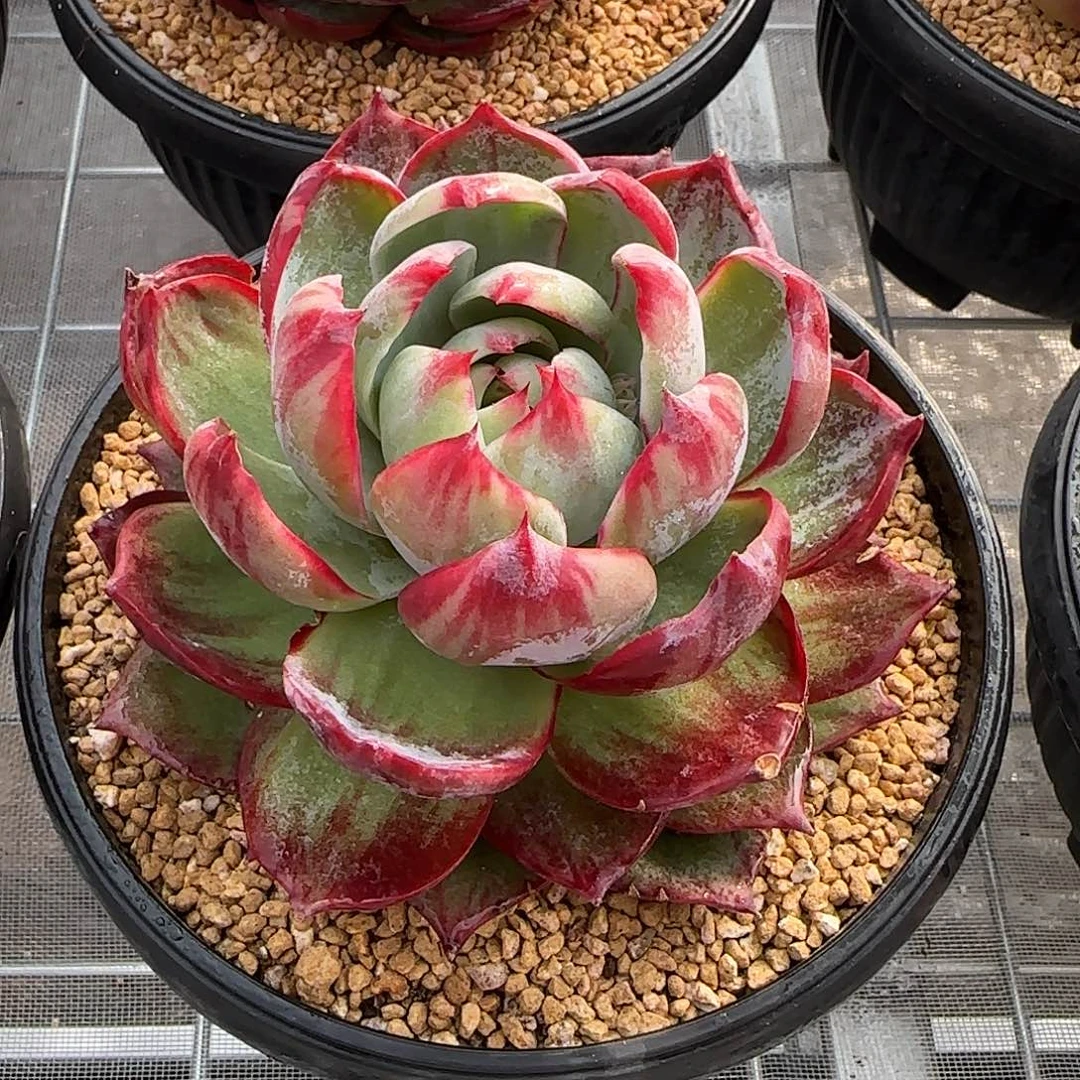 从前慢花园精选惊鸿仙子