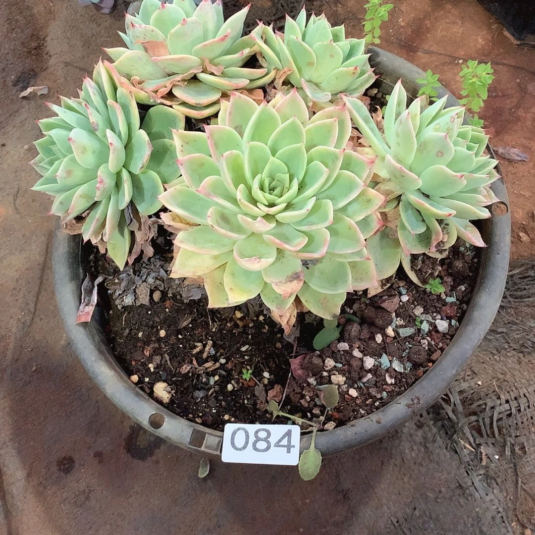 084三色堇 一物一拍