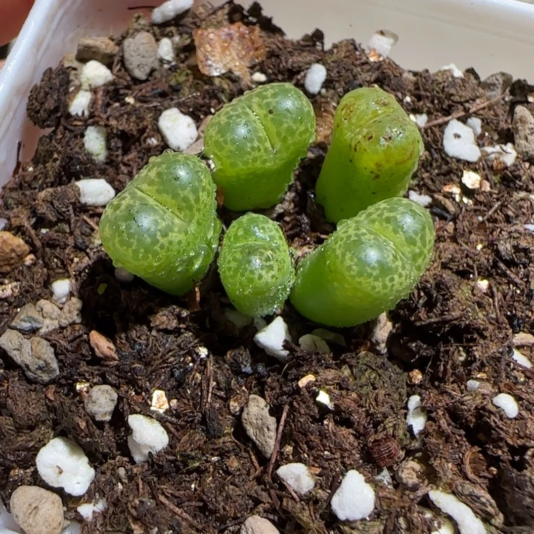 肉锥多肉植物组合-流苏玉有疤1278