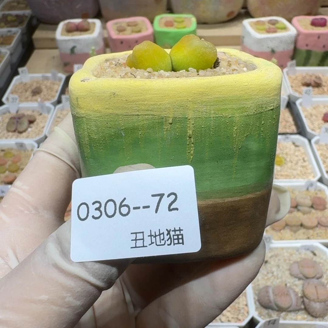 S****?0306-72盆盆盆