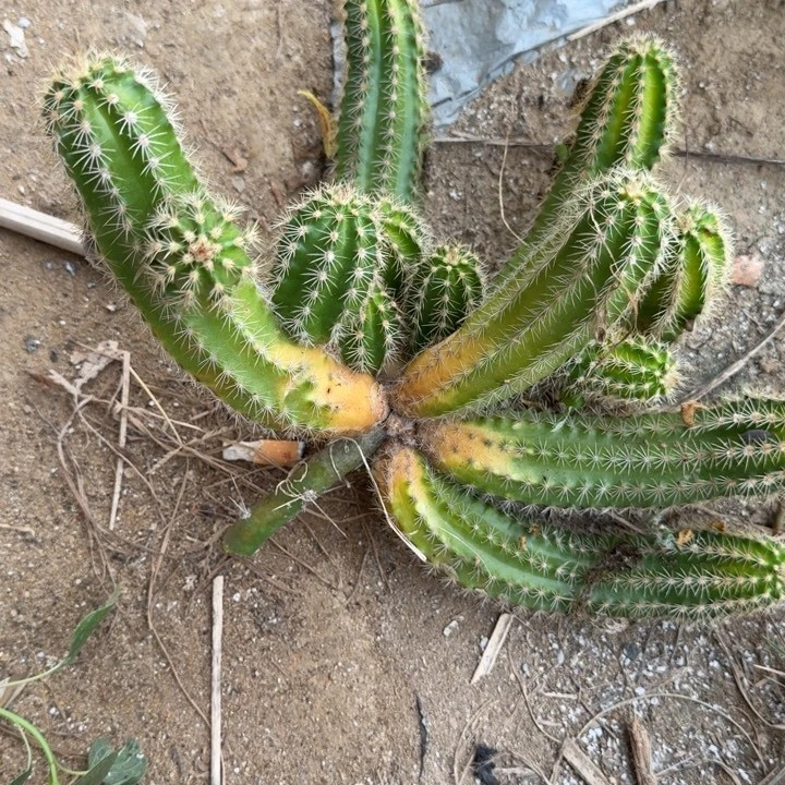 苗接虾仙人球群生941