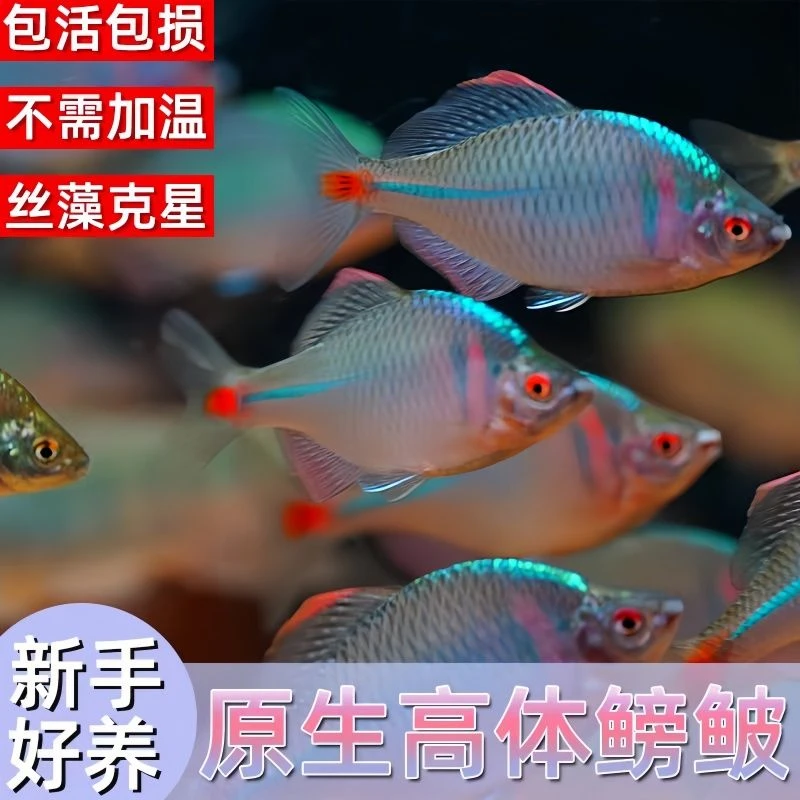 七彩鳑鲏高体鳑鲏无需加热冷水观赏鱼原生缸首选造景皮实