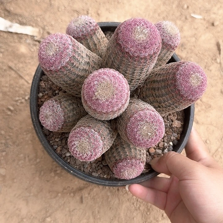 无**雨哈哈哈哈哈哈哈哈哈