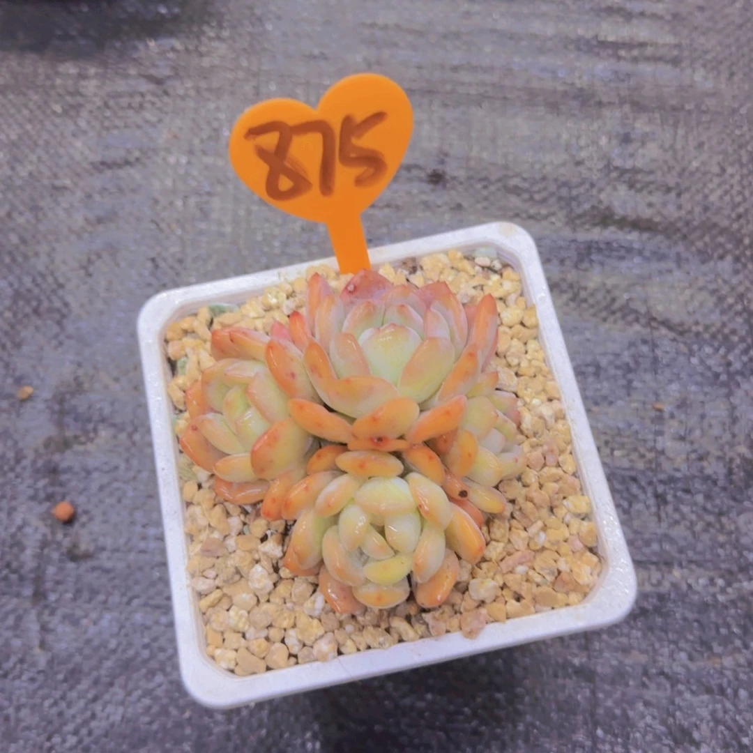 听*5个全明星875