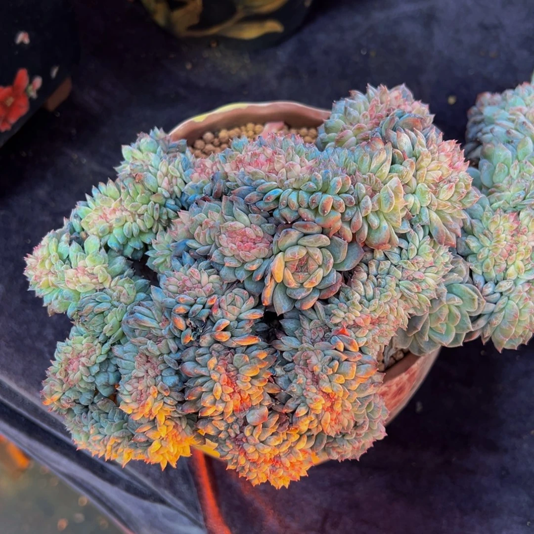 粉白渐变色琥珀缀化