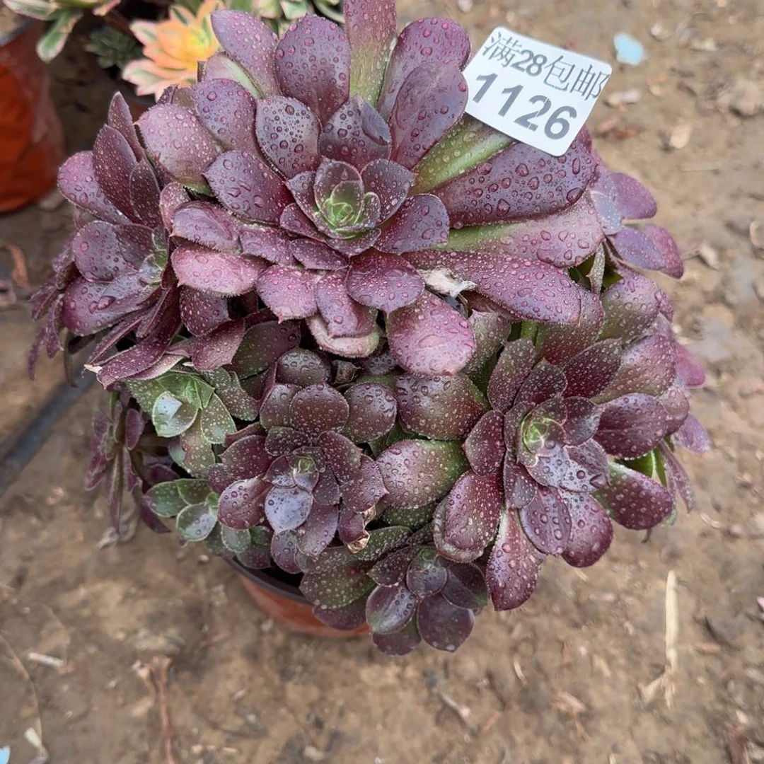 红玫瑰多肉1126满28包邮断枝不包