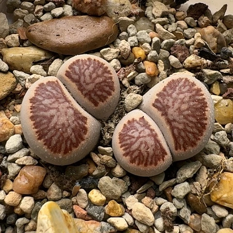 2240菊红窗菊花纹双头母本带p