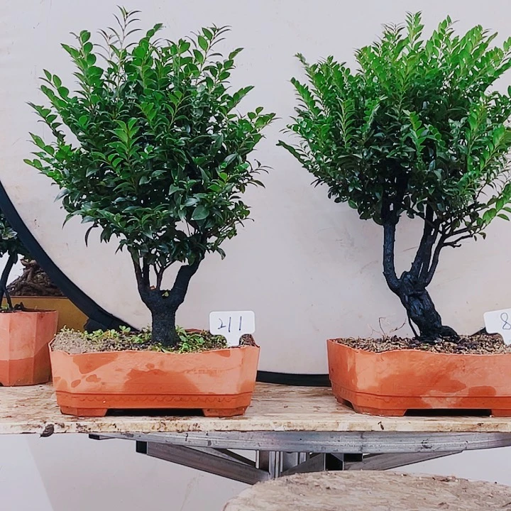 完全开放江**名211 8小叶紫檀